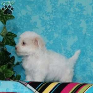 Jayne, Maltipoo Puppy